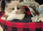 Jeffrey - Ragdoll Kitten For Sale - 