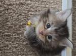 1 female Maine Coon kitten - Maine Coon Kitten For Sale - Erskine, MN, US