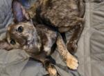 Chocolate torti - Oriental Kitten For Sale - Cassatt, SC, US