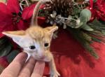 Orange boy - Oriental Kitten For Sale - Cassatt, SC, US