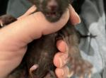 Valentine day babies - Oriental Kitten For Sale - Cassatt, SC, US