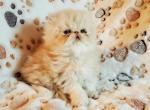 Amazing quality CFA Cream Male - Persian Kitten For Sale - Cleveland, TX, US