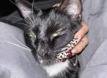 Momo - Domestic Cat For Adoption - Glendora, CA, US