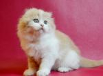 Persic Scottish - Scottish Fold Kitten For Sale - Brooklyn, NY, US