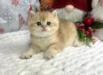 Fabio British - British Shorthair Kitten For Sale - Manorville, NY, US