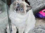 Gracie - Ragdoll Kitten For Sale - Waverly, OH, US