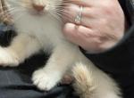 Flame point Siamese kitten's - Siamese Kitten For Sale - Genoa City, WI, US