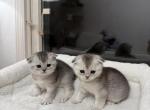 Scottish Fold - Scottish Fold Kitten For Sale - East Norwich, NY, US