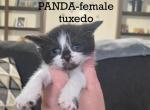 Litter 4 - Domestic Kitten For Sale - Dayton, OH, US