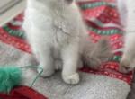 Peaches - Ragdoll Kitten For Adoption - Port Charlotte, FL, US