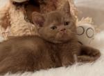 British A Picasso - British Shorthair Kitten For Sale - Manorville, NY, US