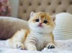 Balu British - British Shorthair Kitten For Sale - Manorville, NY, US