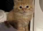 Simba - Polydactyl Kitten For Sale - Boston, MA, US