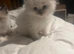 Audi - Ragdoll Kitten For Sale - Boston, MA, US