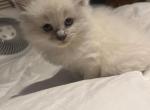 Chevy - Ragdoll Kitten For Sale - Boston, MA, US