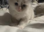 Frankie - Ragdoll Cat For Sale - Boston, MA, US