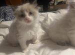 Bentley - Ragdoll Kitten For Sale - Boston, MA, US