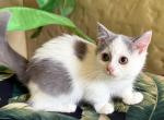 Munchkin Bi Color Male - Munchkin Kitten For Sale - Orlando, FL, US