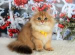 Granda Longhair - British Shorthair Kitten For Sale - Boston, MA, US