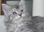 Dianna - Maine Coon Kitten For Sale - Houston, TX, US