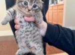 Female Munchkins - Munchkin Kitten For Sale - Severance, CO, US