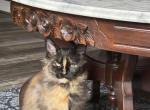 Sissy 2A - Maine Coon Kitten For Sale - Pepperell, MA, US