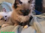 Molly - Ragdoll Kitten For Sale - Reading, PA, US