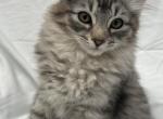 Kitten - Siberian Kitten For Adoption - 