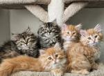 Siberian kittens - Siberian Kitten For Sale - Dumfries, VA, US