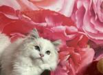 Couture Ragdolls - Ragdoll Kitten For Sale - New York, NY, US