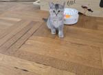 Elite British kittens - British Shorthair Kitten For Sale - Brooklyn, NY, US