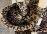 Charger - Savannah Kitten For Sale - 