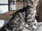 Silver Female Bengal - Bengal Kitten For Sale - Norlina, NC, US