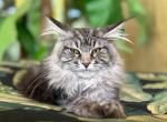 Maine Coon Silver  Female - Maine Coon Kitten For Sale - 