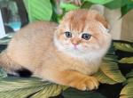 Scottish  Fold  Golden  Male - Scottish Fold Kitten For Sale - Orlando, FL, US