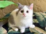 Munchkin Bi Color  Male - Munchkin Kitten For Sale - Orlando, FL, US