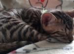 Luther's Huck - Bengal Kitten For Sale - 