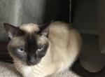 Lola - Tonkinese Cat For Adoption - Woodbury, MN, US