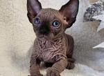 Sphynx Boy Lucky TICA - Sphynx Kitten For Sale - Lockport, IL, US