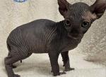 Sphynx Black Elf Boy Inky TICA - Sphynx Kitten For Sale - Lockport, IL, US