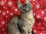 Brown Tabby Female - Maine Coon Kitten For Sale - Baltimore, MD, US