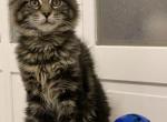 tiger twoo - Maine Coon Kitten For Sale - Lanoka Harbor, NJ, US