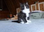 Helene - Maine Coon Kitten For Sale - Buford, GA, US