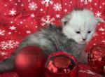 Akira's Kittens - Maine Coon Kitten For Sale - Baltimore, MD, US