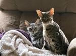 Raja - Savannah Cat For Sale - St. Charles, IL, US