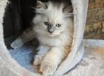 Ghost - Ragdoll Kitten For Sale - Dallas, TX, US