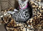 Minerva - Savannah Cat For Sale - St. Charles, IL, US