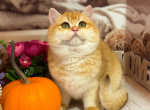 Linda - British Shorthair Kitten For Sale - 