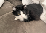 Jim - Domestic Cat For Adoption - Jacksonville, FL, US