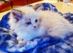 Chloe - Siberian Kitten For Sale - Eau Claire, WI, US